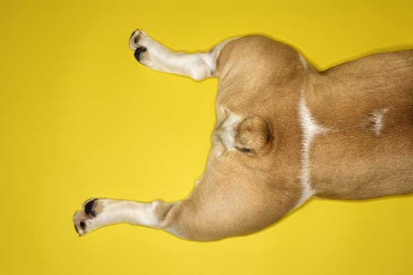 Поддержка суставов собак крупных пород