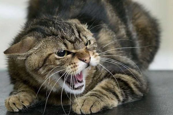 Заболевания кошек, опасные для человека - Ветеринарная клиника Слон в Сочи