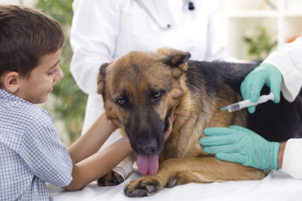 Госпитализация животных: преимущества терапии в стационаре