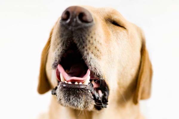 Вольерный кашель у собак